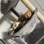 Ember and Phoenix